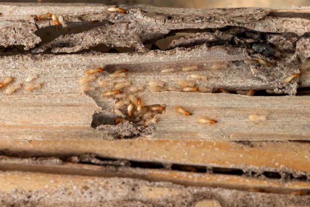 Best Pest Removal Services  in Talty, TX