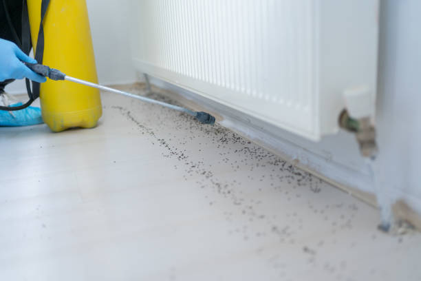 Best Mosquito Control Services  in Talty, TX